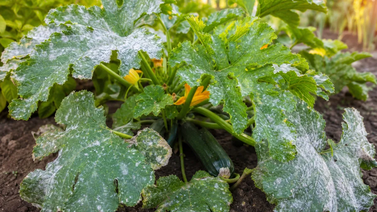Pourquoi les feuilles de vos courgettes présentent-elles des taches blanches ou poudreuses, et ce traitement naturel suffit-il vraiment à stopper le phénomène avant qu'il ne s'étende ?