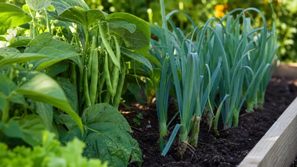 Quel est ce légume que vous ne devriez jamais planter à côté de vos haricots verts ?