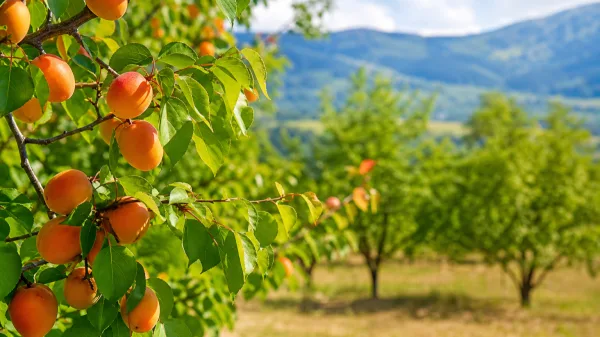 Un simple noyau d'abricot peut-il vraiment se transformer en abricotier ?